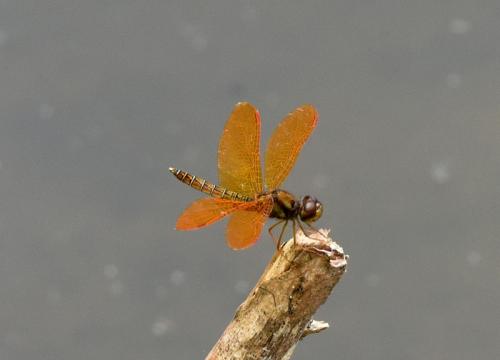 Perithemis mooma